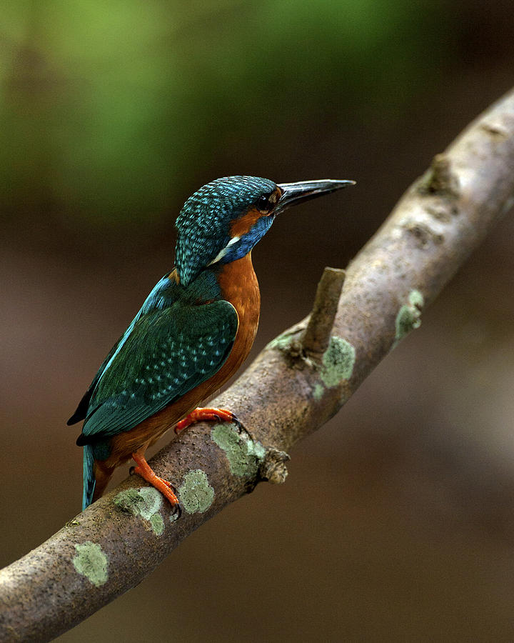 Male Kingfisher #1 Photograph by Paul Scoullar