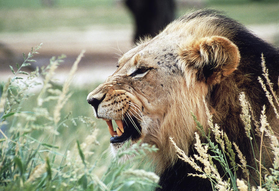 Male Lion #1 Photograph by Tony Camacho/science Photo Library