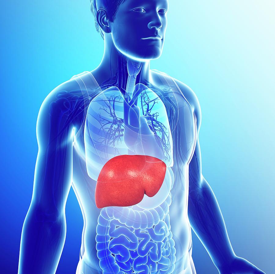 Male Liver Photograph By Pixologicstudioscience Photo Library Pixels