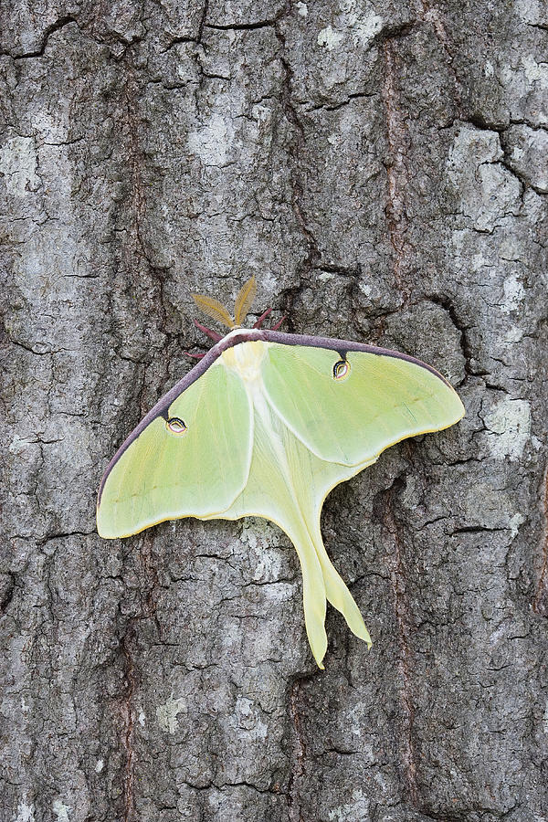 Male Luna Moth #1 Photograph by Jeffrey Lepore