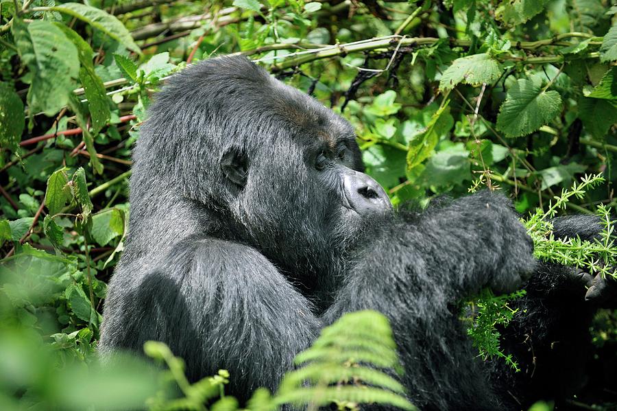 Volcanoes National Park Photograph - Male Mountain Gorilla #1 by Dr P. Marazzi/science Photo Library