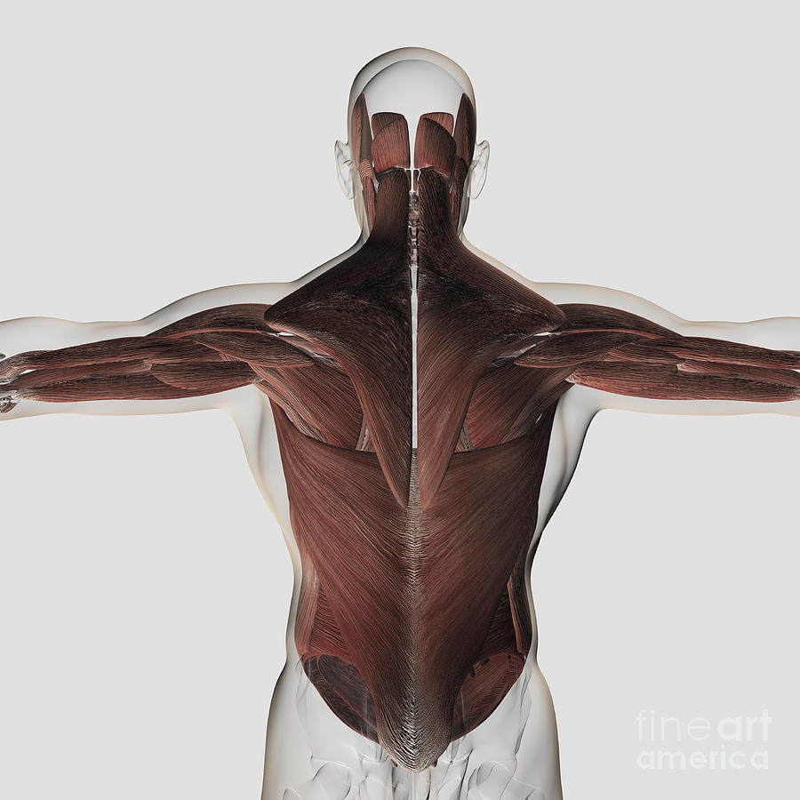 Male Muscle Anatomy Of The Human Back Digital Art by Stocktrek Images