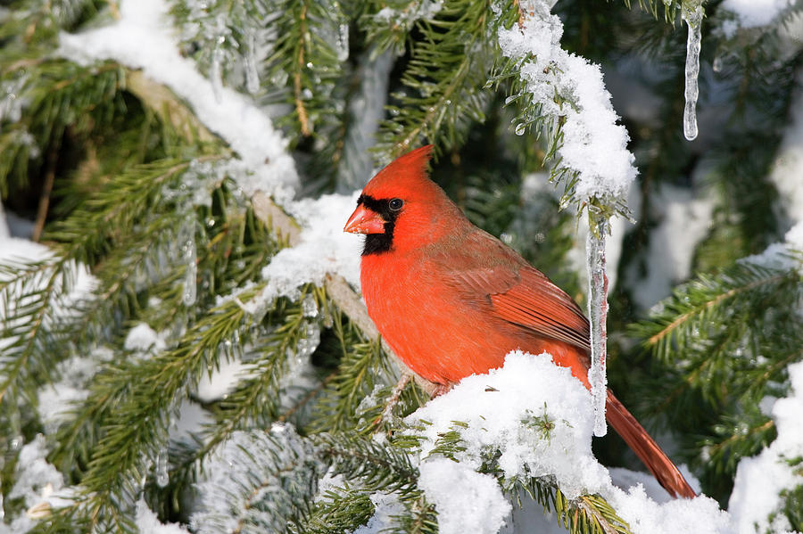 Male Northern Cardinal Cardinalis Photograph by Panoramic Images | Fine ...