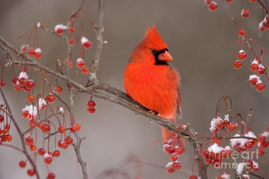 Male Northern Cardinal #1 Photograph by Marie Read