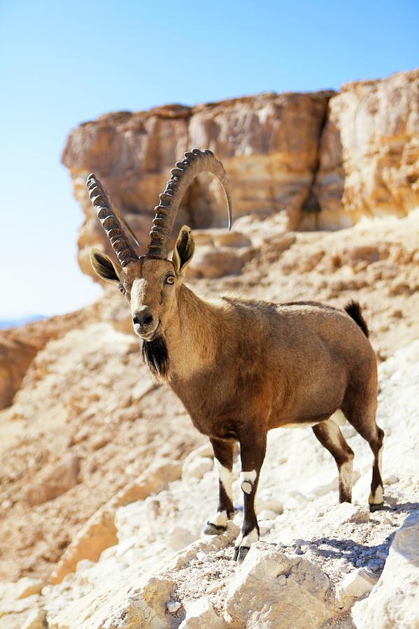 Nature Photograph - Male Nubian Ibex #1 by Photostock-israel