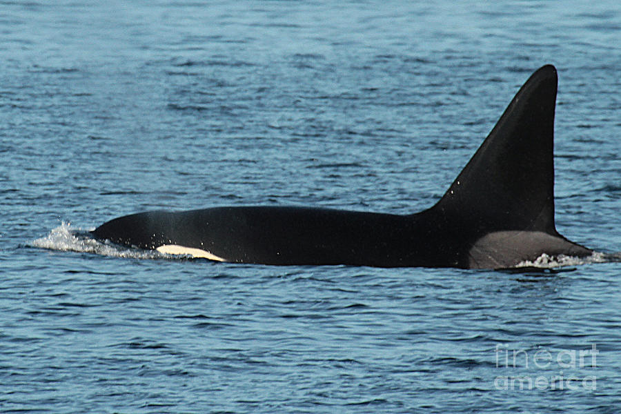 Dolphin Photograph - Male Orca Killer Whale in Monterey Bay California 2013 by Monterey County Historical Society