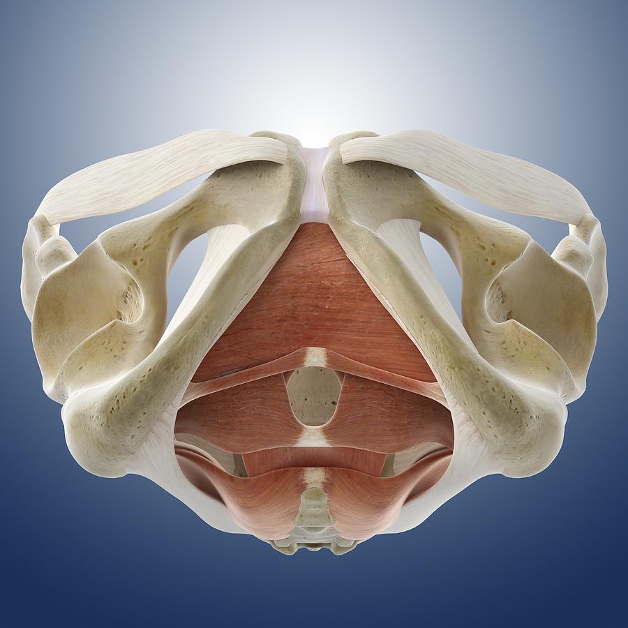 Male pelvic floor, artwork Photograph by Science Photo Library - Pixels