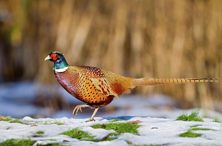 Male Pheasant #1 Photograph by John Devries/science Photo Library