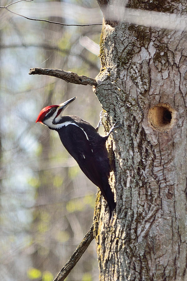 Male Pileated Woodpecker Photograph by David Porteus