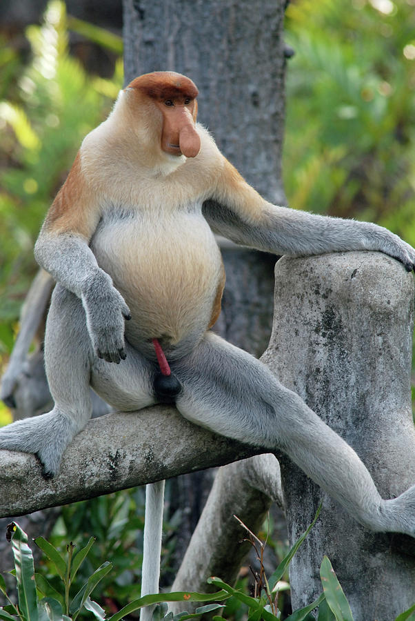Male Proboscis Monkey #1 Photograph by Sinclair Stammers/science Photo Library