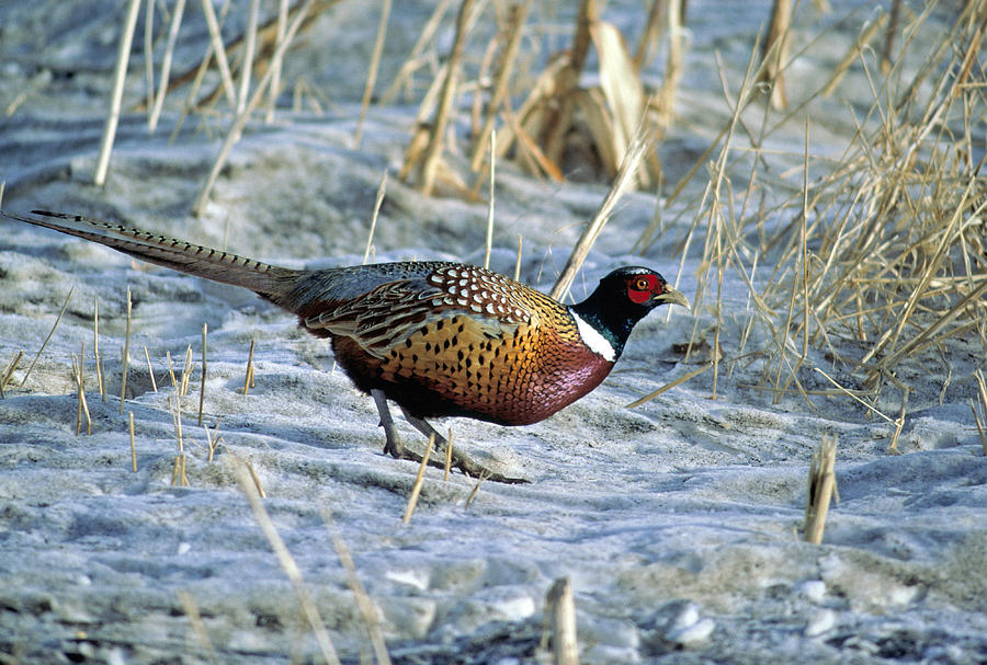 Male Ring Necked Pheasant Photograph by Larry Stolle.