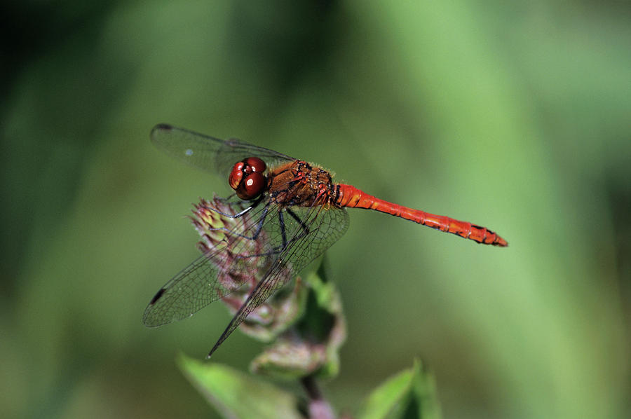 Insects Photograph - Male Ruddy Darter Dragonfly #1 by Leslie J Borg/science Photo Library