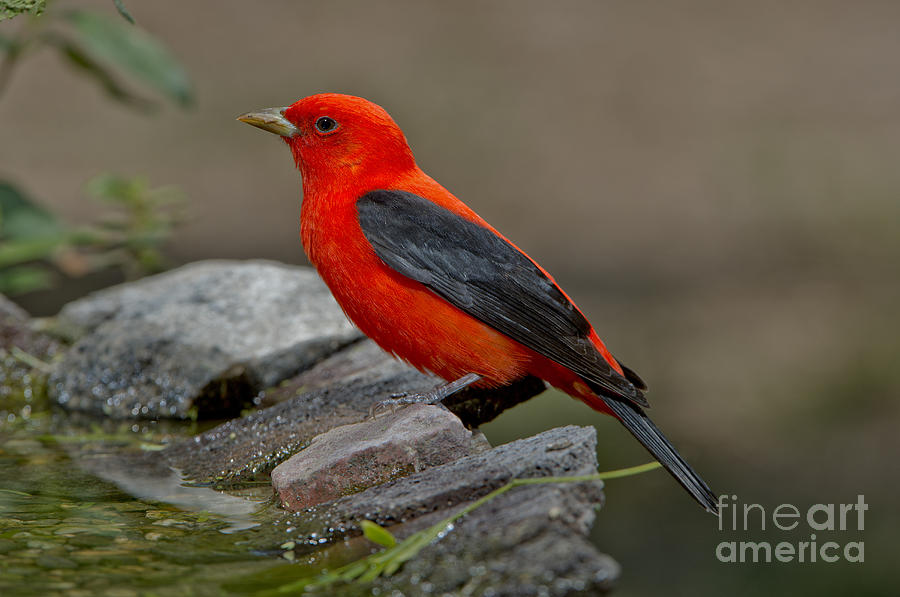 Male Scarlet Tanager #1 Photograph by Anthony Mercieca