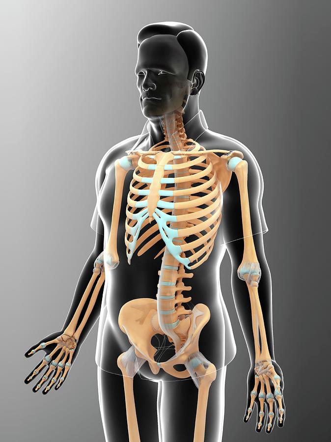 Male Skeletal System #1 Photograph by Pixologicstudio/science Photo ...