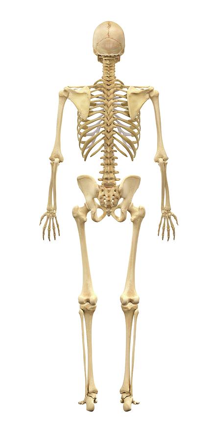 Male Skeleton Photograph by Medi-mation/science Photo Library - Fine ...