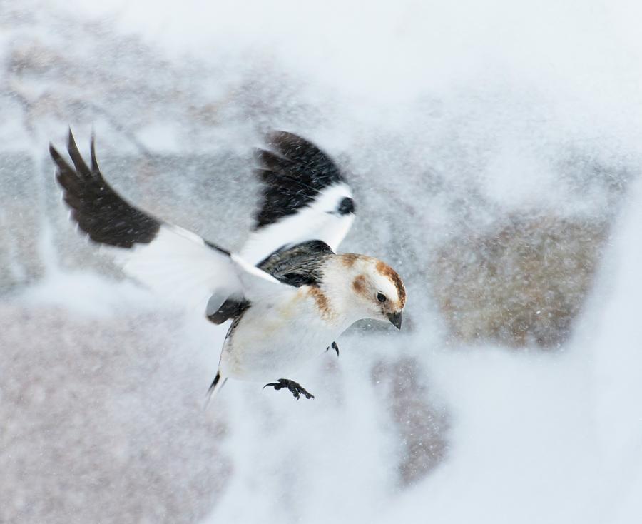 Nature Photograph - Male Snow Bunting #1 by Duncan Shaw