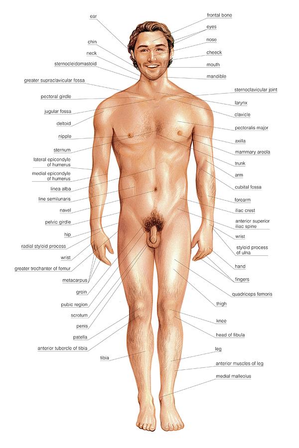 Male Superficial Anatomy Photograph By Asklepios Medical Atlas Pixels