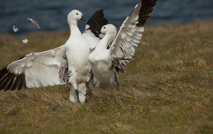 Male Upland Geese Fighting Photograph By John Shaw Fine Art America