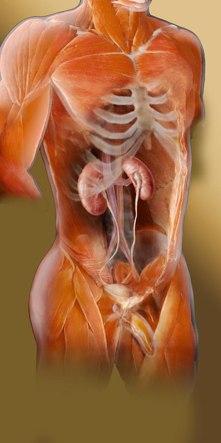 Male Urinary System #1 Photograph by Anatomical Travelogue
