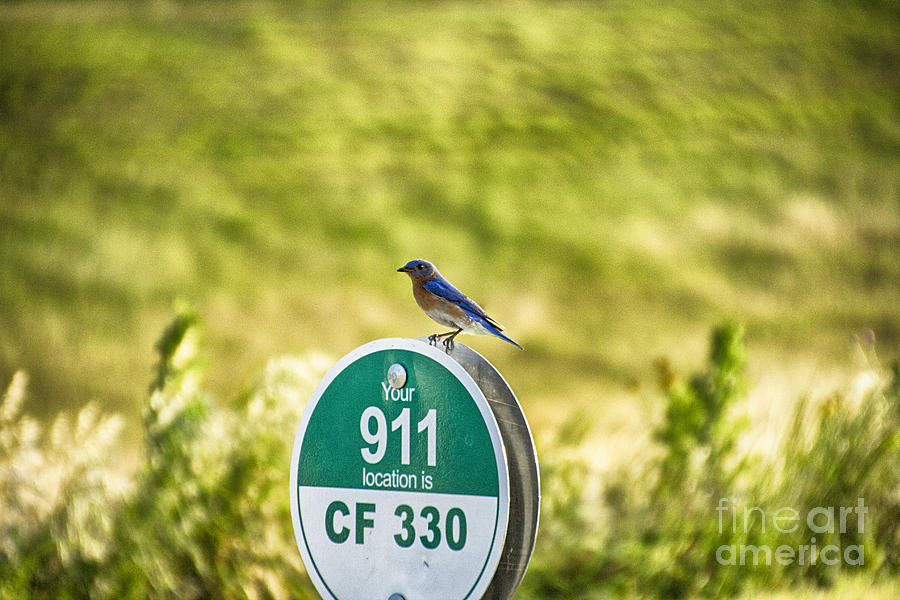Male Western Bluebird #1 Photograph by Douglas Barnard