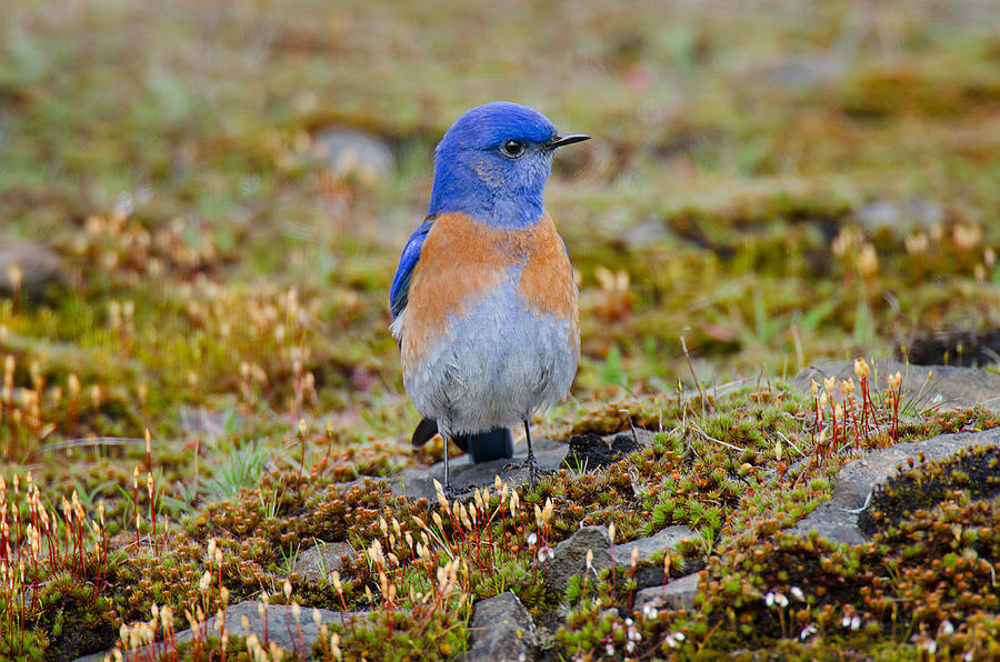 Male Western Bluebird #1 Photograph by Thomas And Pat Leeson