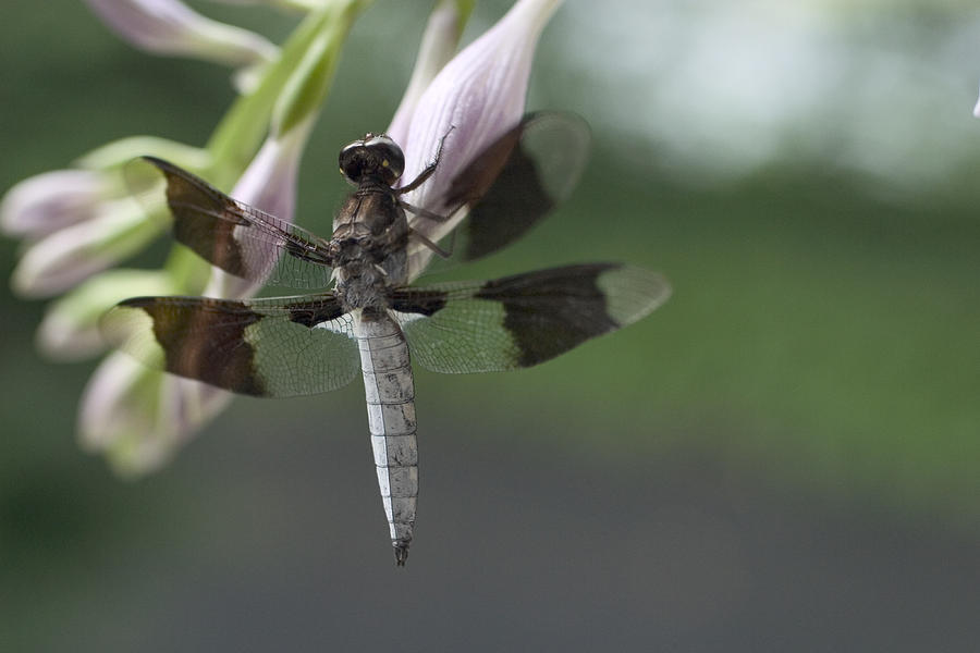 Male Whitetail Dragonfly #1 Photograph by Paul Whitten