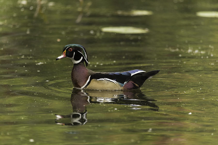 Male Wood Duck #1 Photograph by Josef Pittner