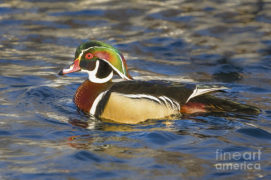Male Wood Duck #1 Photograph by Ronald Lutz