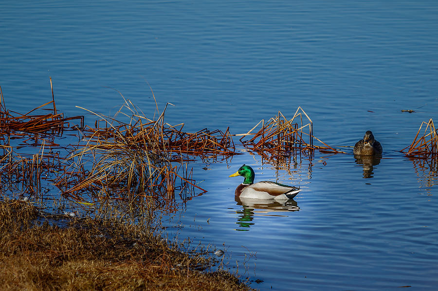 Mallard Duck #1 Photograph by Doug Long