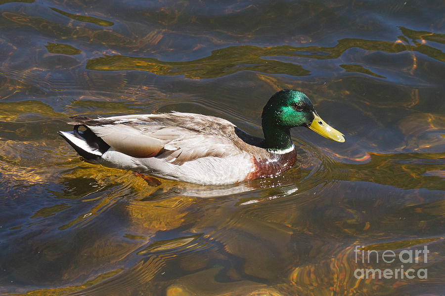 Mallard Duck in Sprague Lake #1 Photograph by Fred Stearns