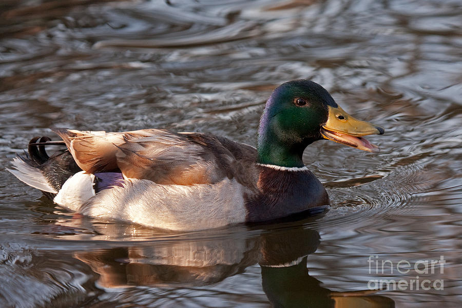 Mallard Duck in Sterne Lake #1 Photograph by Fred Stearns
