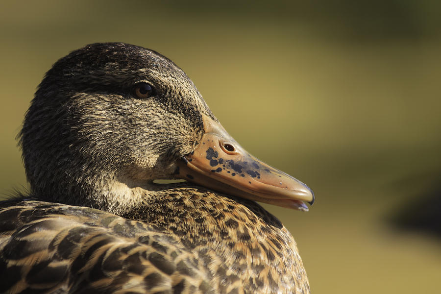 Mallard Duck #1 Photograph by Josef Pittner