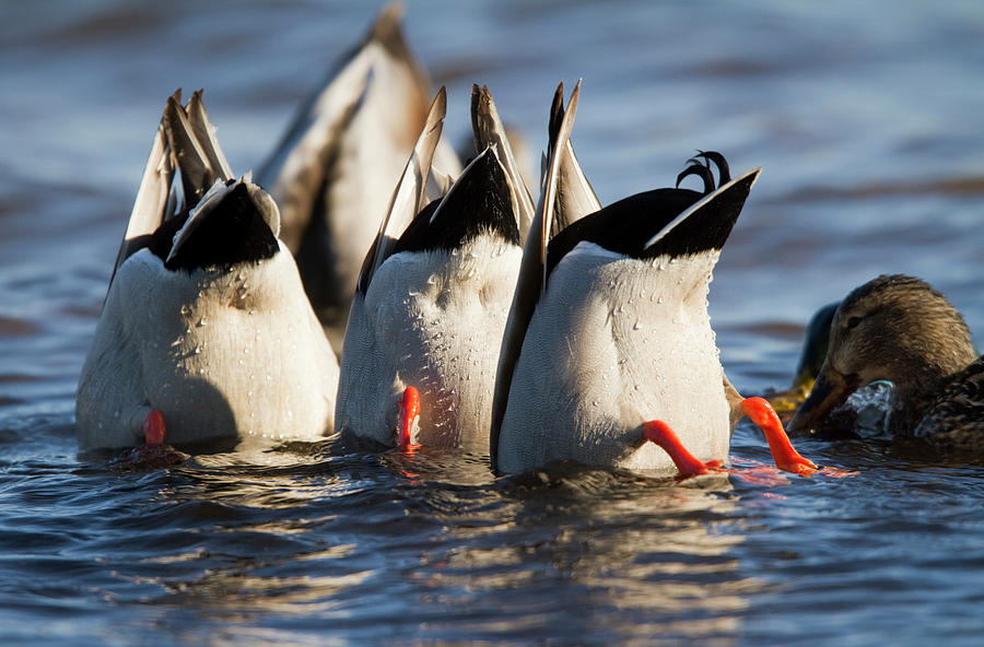 Wildlife Photograph - Mallard Ducks Bob Out Of Water #1 by Carl D. Walsh