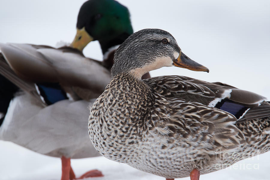Mallard Ducks - Male and Female #1 Photograph by Ronald Grogan