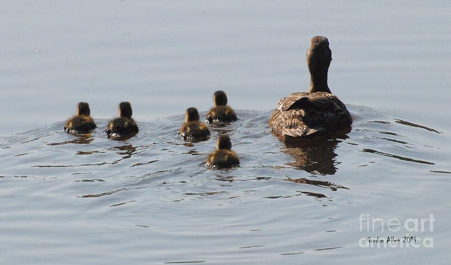 Wildlife Photograph - Mallard Hen with Ducklings #1 by Gordon  Allen
