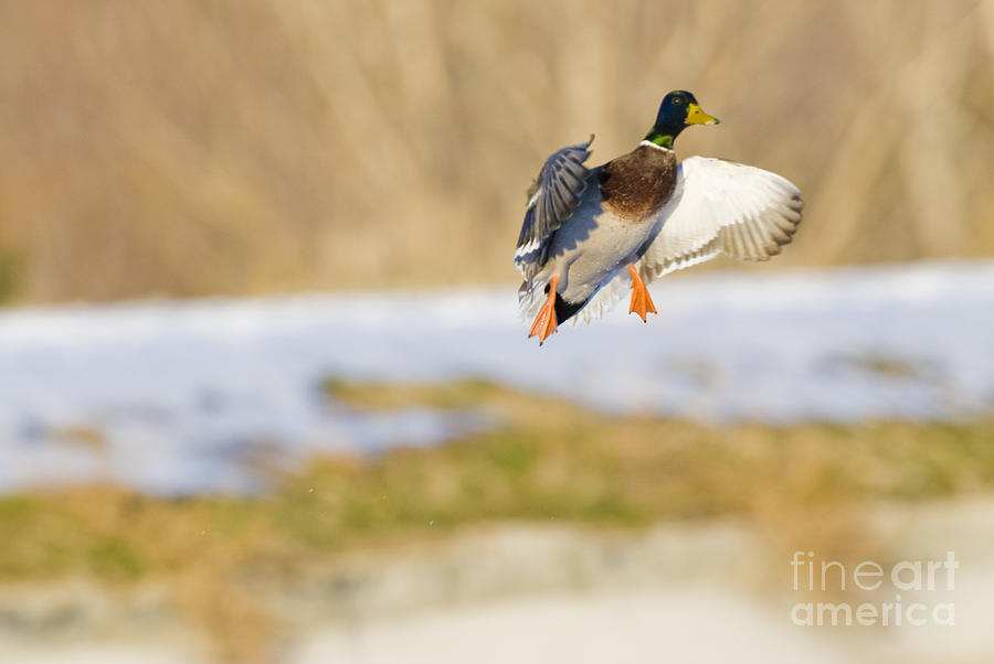 Duck Photograph - Mallard Landing #1 by William H. Mullins
