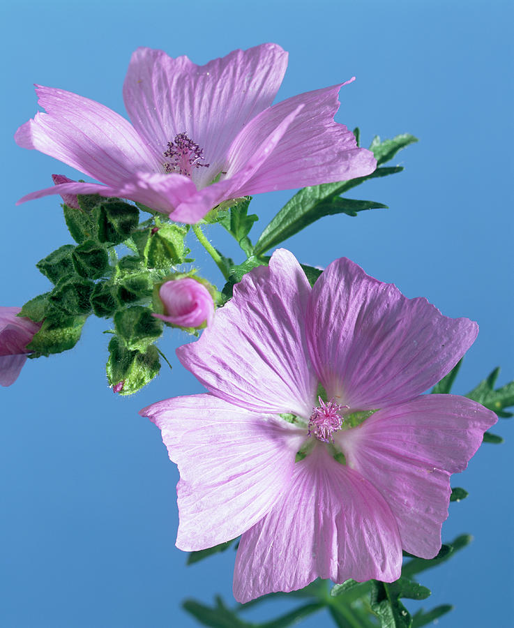 mallow-flowers-photograph-by-sheila-terry-science-photo-library-pixels