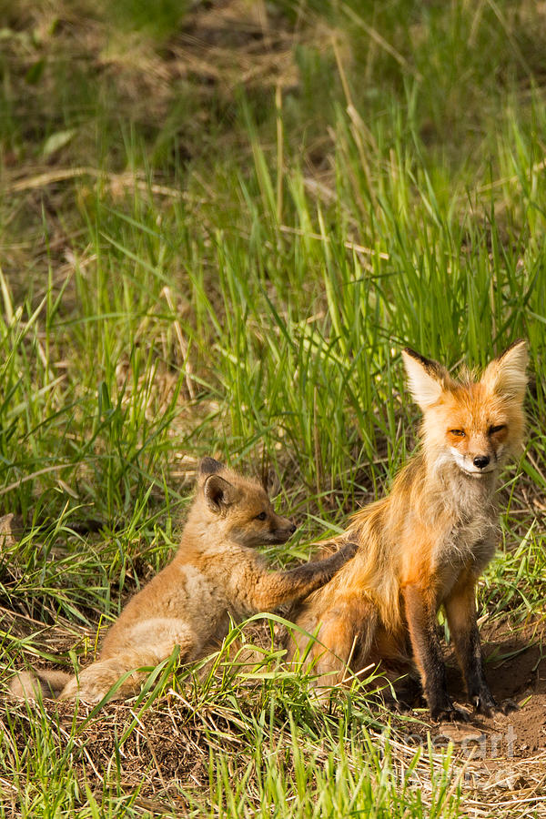 Mama Fox and Kit #1 Photograph by Natural Focal Point Photography
