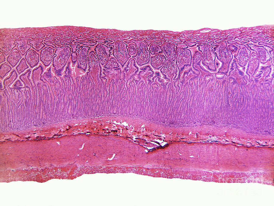 Small Intestine Photograph - Mammalian Small Intestine #1 by Garry DeLong