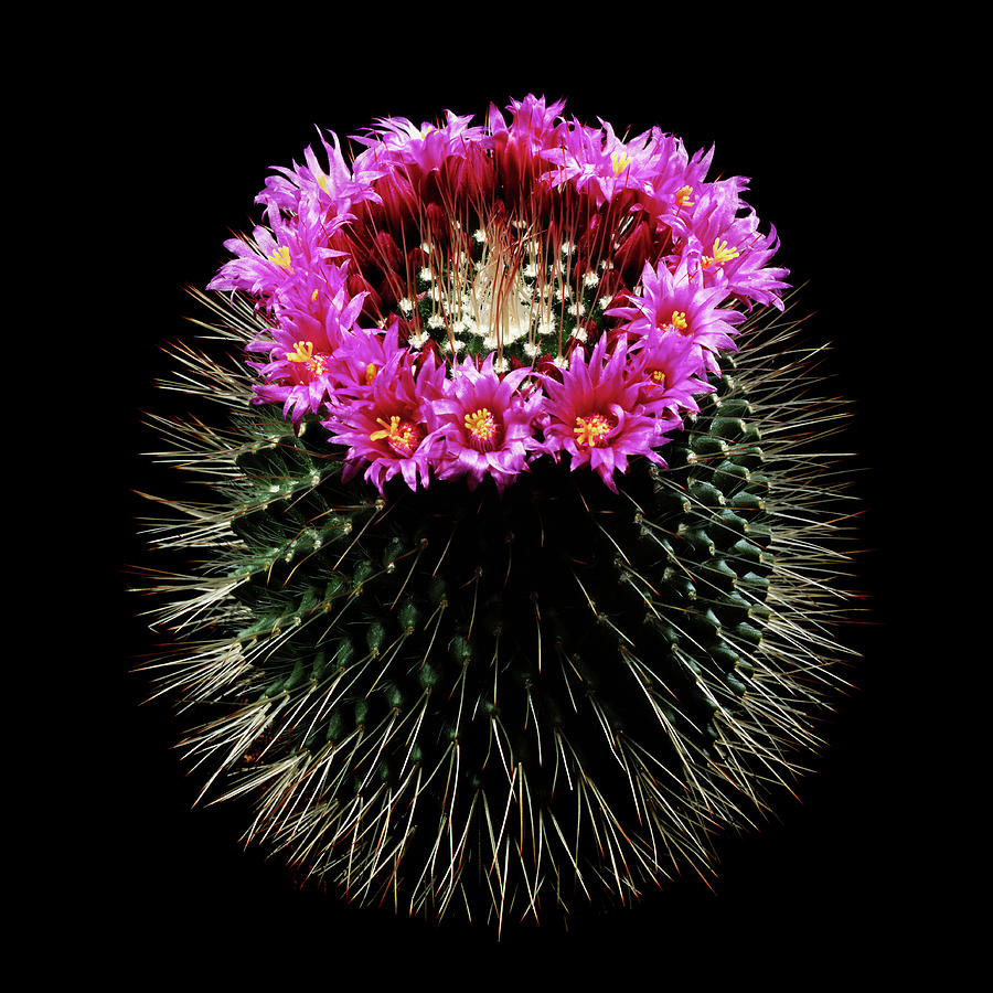 Flower Photograph - Mammillaria Spinosissima In Flower #1 by Gilles Mermet