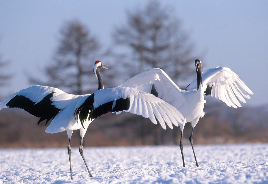 Wildlife Photograph - Manchurian Cranes #1 by Akira Uchiyama
