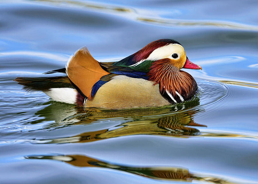 Mandarin Duck #1 Photograph by Bill Dodsworth