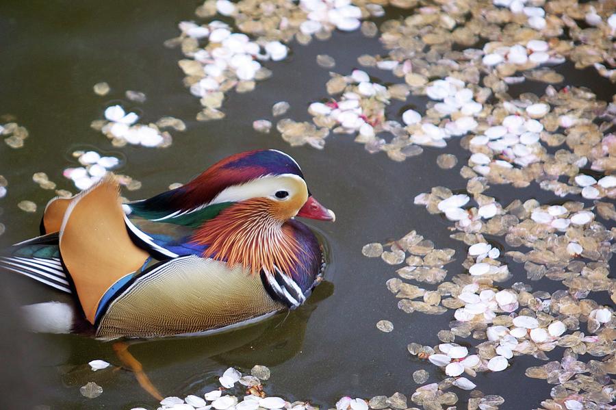 Mandarin Duck #1 Photograph by Jasohill Photography