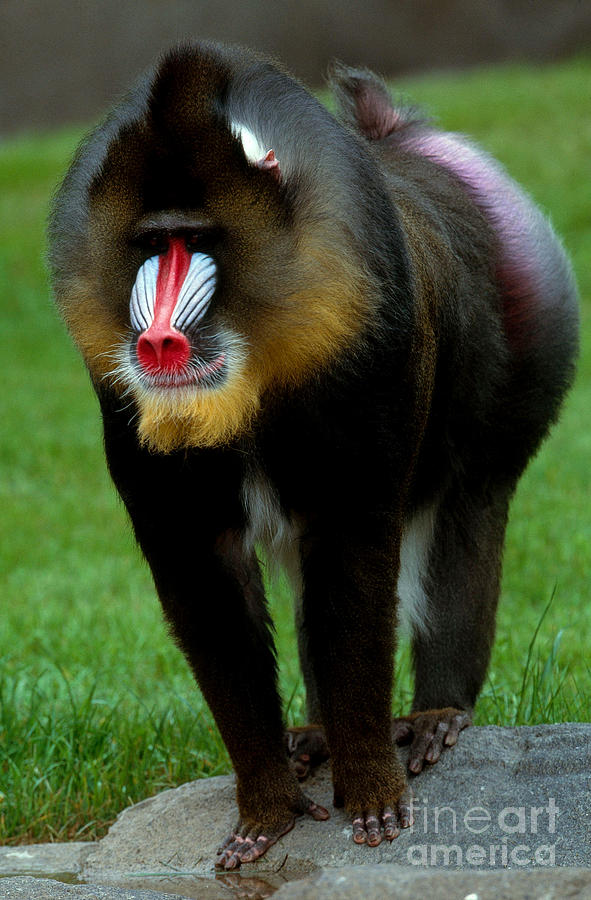 Mandrill #1 Photograph by Art Wolfe