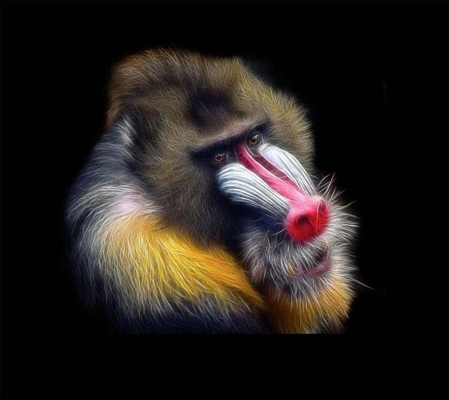 Mandrill #1 Photograph by Photo By Steve Wilson