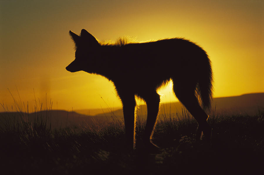 Maned Wolf Hunting At Dusk Brazil Photograph by Tui De Roy