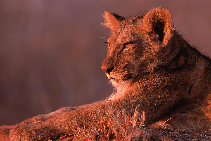 Animal Photograph - Maneless Lions In Kenya #1 by Robert Caputo