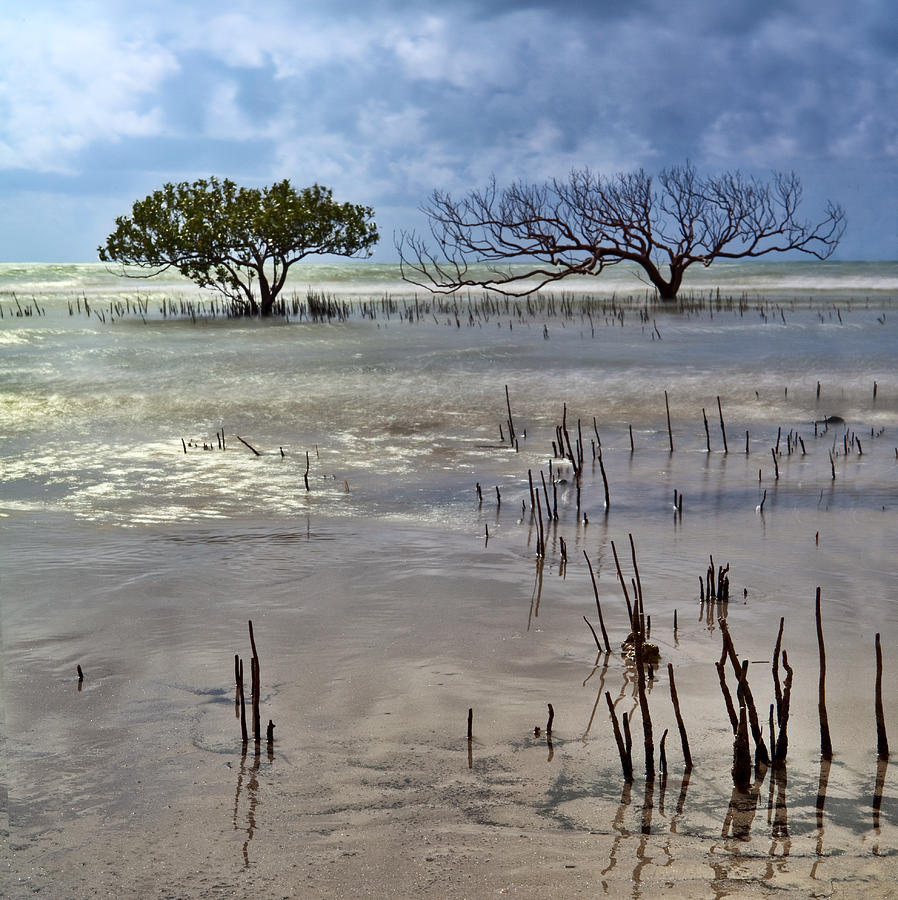 Mangrove Tree In Blurred Sea #1 Photograph by Dirk Ercken