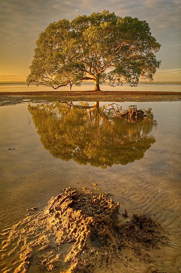 Mangrove Tree #1 Photograph by Robert Charity