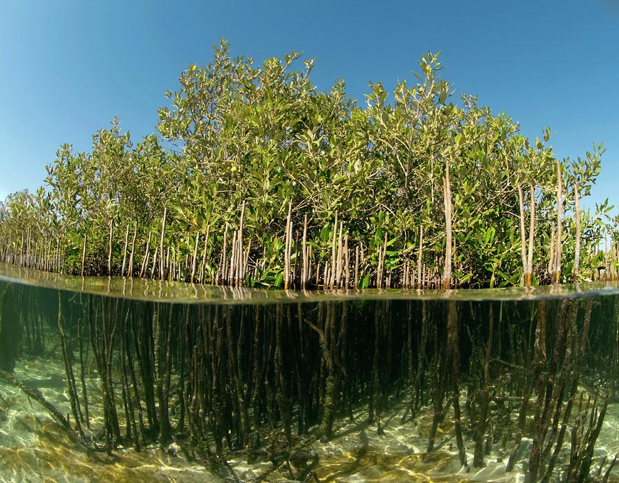 Mangrove Trees 1 By Louise Murray Science Photo Library